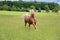 Palomino Horse Running