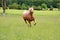 Palomino Horse Running