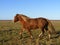 Palomino horse running at the field