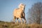 palomino horse running toward camera on a sunny day, clear skies