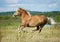 Palomino horse runs free