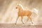 Palomino horse in sunlight