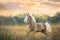 Palomino horse at sunset