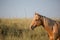 Palomino horse at sunset