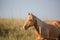 Palomino horse at sunset