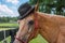 Palomino horse wearing black hat