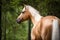 Palomino horse with a white mane, portrait in the forest