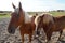 Palomino horses dozing on the shores of Baltrum Island in the North Sea (Baltrum in Germany)