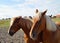 Palomino horses dozing on the shores of Baltrum Island in the North Sea (Germany)