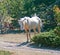 Palomino mare with windblown mane and tail on Tillett Ridge in the Pryor Mountain Wild Horse range in Montana