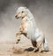 Palomino Miniature Horse with long mane rearing in dust.