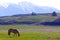 Palomino Mission Mountains Montana