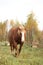 Palomino percheron at the pasture