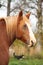 Palomino percheron portrait in autumn