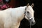 Palomino quarter horse in front of dark background