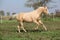 Palomino quarter horse running on pasturage