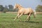 Palomino quarter horse running on pasturage