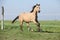 Palomino quarter horse running on pasturage