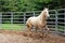 Palomino in the Ring