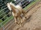 Palomino in the Ring