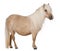 Palomino Shetland pony, Equus caballus