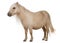 Palomino Shetland pony, Equus caballus, 3 years old