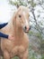 Palomino stallion. Half-wild horse. liberty, Israel