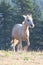 Palomino Stallion trotting in the Pryor Mountains Wild Horse Range on the border of Wyoming Montana in the USA