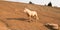 Palomino stallion wild horse with injured leg on a hillside in the Pryor Mountains Wild Horse Range in Montana USA