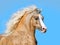 Palomino welsh pony with long mane portrait closeup