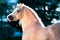 Palomino Welsh pony portrait in summer
