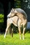 Palomino Welsh pony portrait in summer