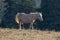 Palomino Wild Horse Mustang Stallion walking on Sykes Ridge in the Pryor Mountains Wild Horse Range