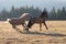 Palomino Wild Horse Stallion biting a Bay Stallion while fighting in the Pryor Mountains Wild Horse Range in Montana in the USA