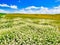 Palouse Hills with White Flowers