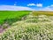 Palouse Hills with White Flowers