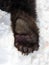 Palpar surface of the right hind paw brown bear