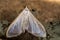 Palpita vitrealis micro moth