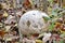 Paltry puffball mushroom