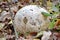 Paltry puffball mushroom