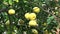 Pamela or pomelo fruits Citrus maxima, Citrus grandis on the tree on green foliage background