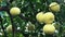 Pamela or pomelo fruits Citrus maxima, Citrus grandis on the tree on green foliage background