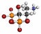 Pamidronic acid (pamidronate) osteoporosis drug molecule (bisphosphonate class). Atoms are represented as spheres with