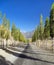 Pamir highway, road and alley of poplar trees