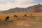 The Pamir highway. A small herd of domestic donkeys frolic in the mountain steppes during a break from pack work.