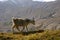 Pamir mountains long hair goat in the Wakhan Corridor