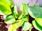 Pampano, Prayer Plant. Or Cachibou. Calathea Lutea. Green Plant Wallpaper