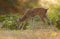 Pampas deer grazing at sunset