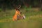 Pampas Deer, Ozotoceros bezoarticus, sitting in the green grass, Pantanal, Brazil