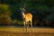 Pampas Deer, Ozotoceros bezoarticus, sitting in the green grass, Pantanal, Brazil. Wildlife scene from nature. Deer, nature habita